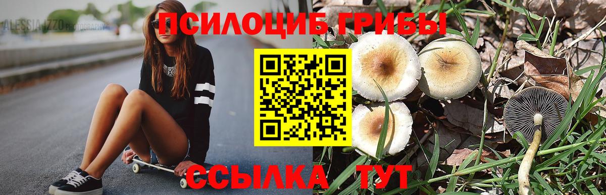 Назрань  купить наркотик  Вход с VPN  Галлюциногенные грибы Cubensis  Псилоцибиновые грибы прущие грибы 